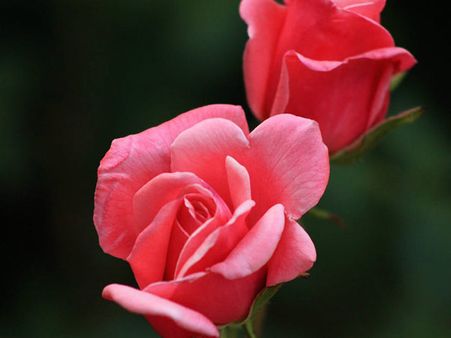 Pink Rose!