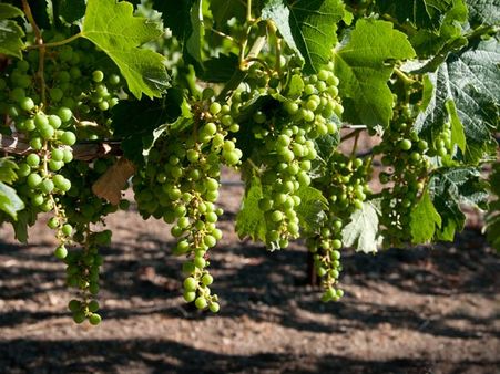 8. Visit The Vineyard