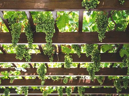 7. Visit A Vineyard:-