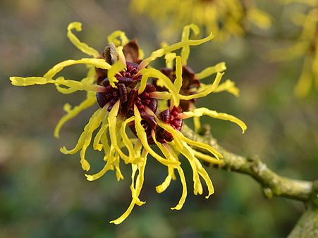 2. Witch Hazel