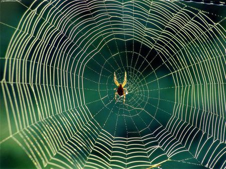 The Spider Was Discovered The Spider Was Discovered