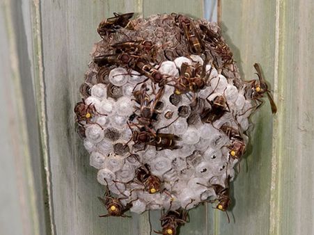 Oak Galls Are Nothing But Wasp Nests
