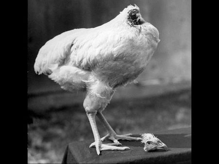 Mike Was One Of The Chickens That Day