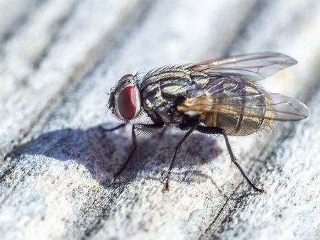 Trivia About Black Flies