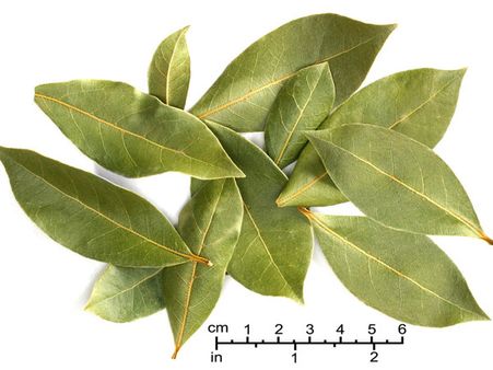 6. Bay Leaf