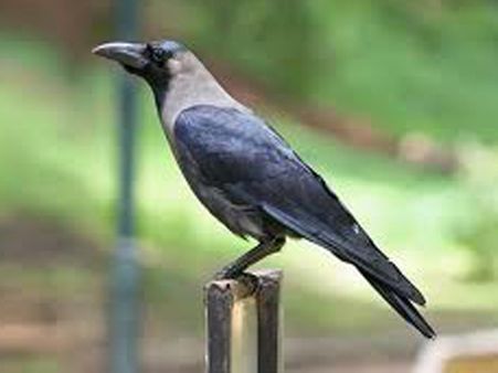 A Crow Sitting On A Thick Green Tree