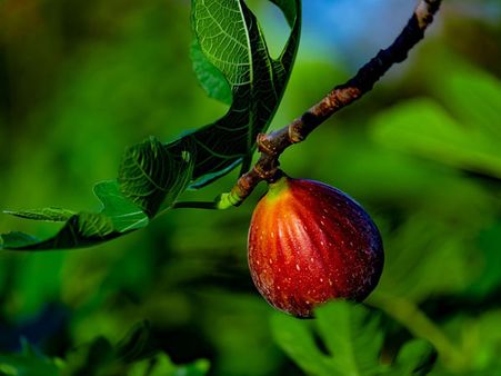 Ahmet Had Eaten A Fig Ahmet Had Eaten A Fig