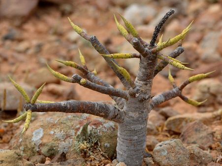 The Mysterious Theory Of How The Fig Tree Grew The Mysterious Theory Of How The Fig Tree Grew