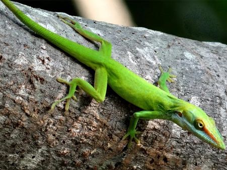 Fighting Of The Lizards Fighting Of The Lizards