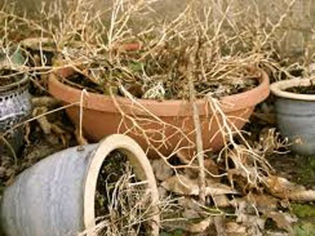 Other Rules For Keeping Plants At Home