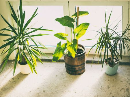 Place Some Indoor Plants In Your Bedroom