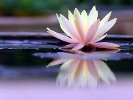 Legend Behind Offering 108 Lotuses To The Goddess