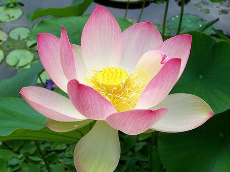 Another Significance Of Offering The Lotuses