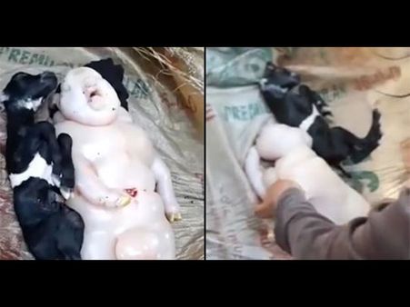 The Researchers Claim The Researchers Claim