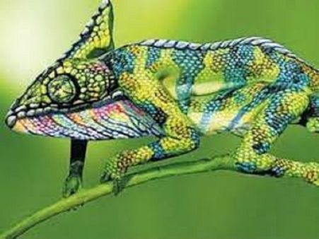 Chameleon 