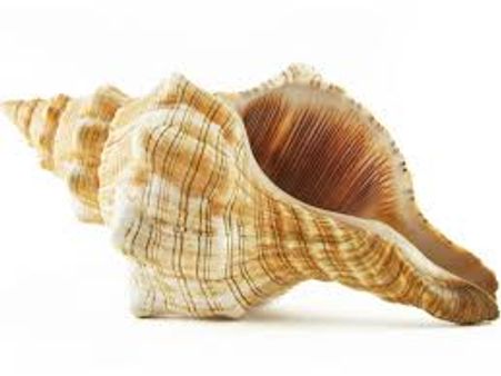 Conch Shell