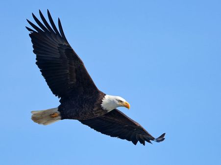 Eagle 