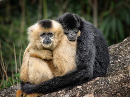 Prostitution Among Animals