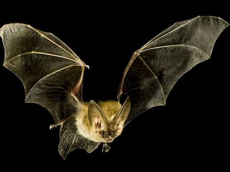 Bats