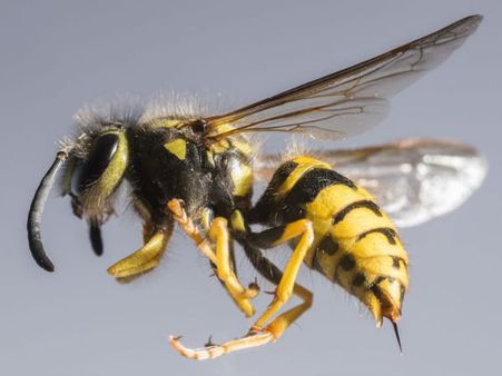 Wasps And Honeybees