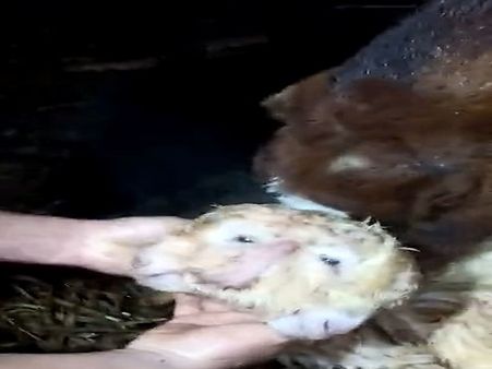 The Breeder Was Clueless Of What He Was Going To Witness