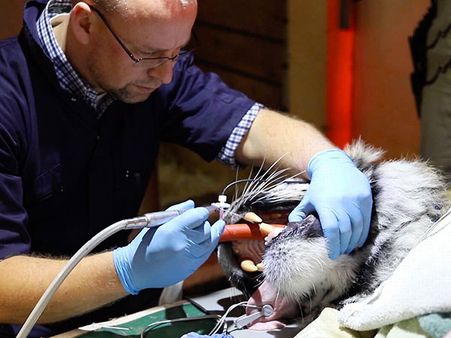 The Medics Wanted To Make Sure The Tiger Is In Great Health 