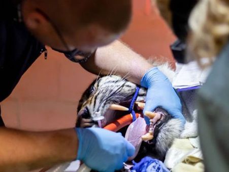 The Surgery Was A Success