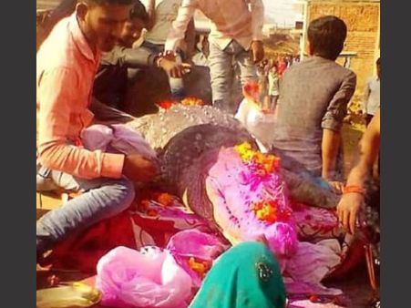 The Crocodile Was Harmless