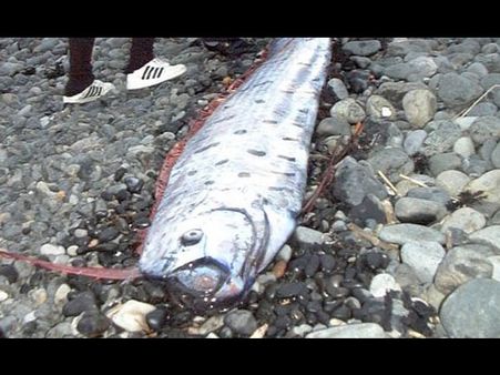 The Fishes Are Believed To Come Near The Beach