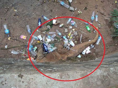 Find The Animal! Find The Animal!