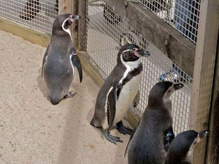 When They Are Given Antidepressants! When They Are Given Antidepressants!