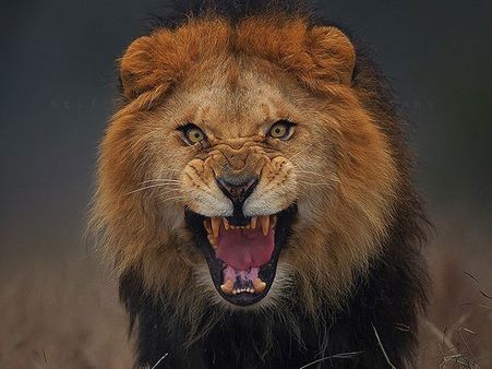 A Roar Of A Lion