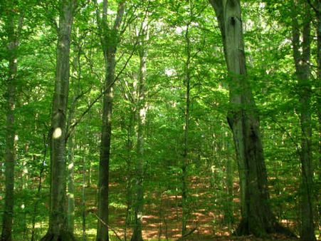 Lubdhaka Gets Lost In The Forest