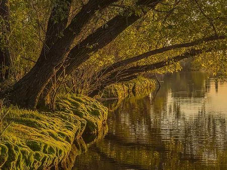 Lubdhaka Hides On A Tree