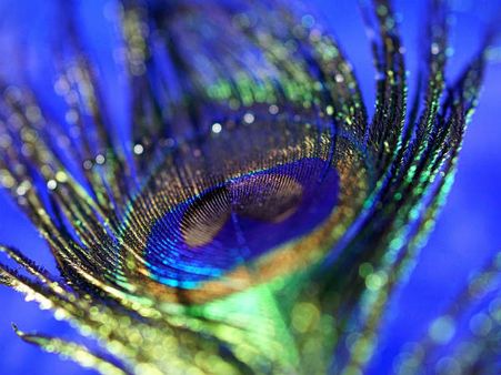 Peacock Feather For Improved Concentration