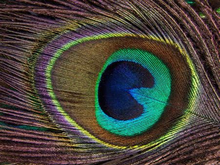 Peacock Feather Remedies For Delayed Projects