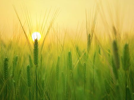 Significance Of Ratha Sapthami Significance Of Ratha Sapthami