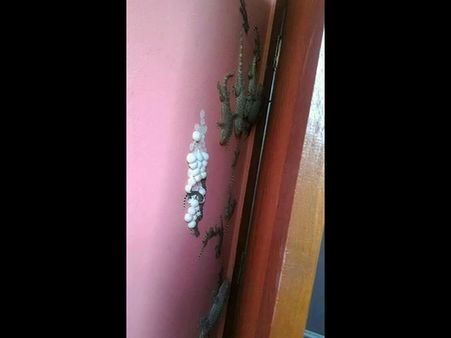 The Lizards' Territory The Lizards' Territory