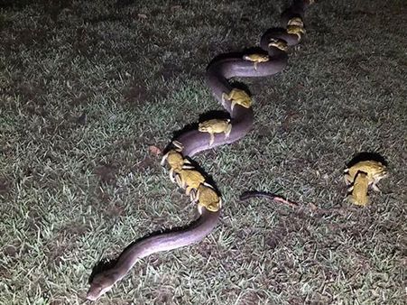 When Toads Want A Ride When Toads Want A Ride