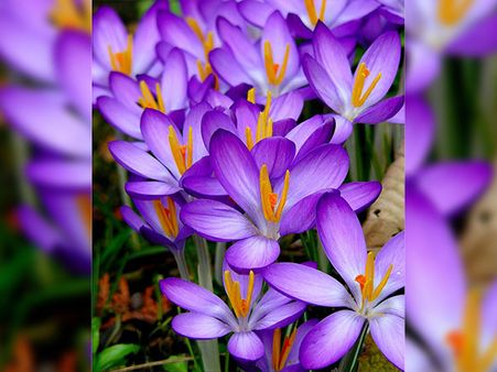 The Birth Flower Of The Month