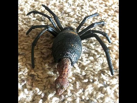 When Geckos Decide To Play Hide And Seek! When Geckos Decide To Play Hide And Seek!