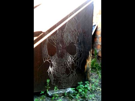 A Human-spider Mask! A Human-spider Mask!