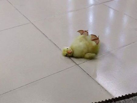 The Eggs Hatched The Eggs Hatched