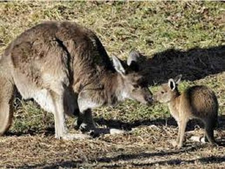 Female Kangaroos Are Pregnant Forever