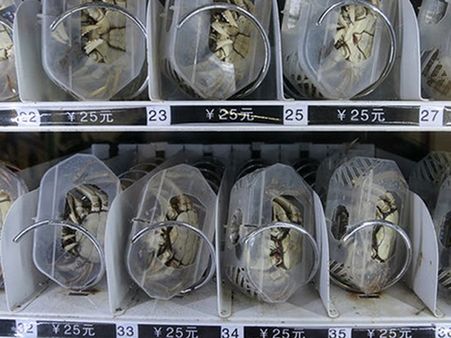 Crabs In Vending Machines
