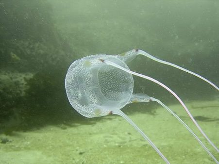 Box Jellyfish Box Jellyfish