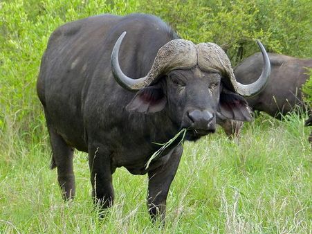 Cape Buffalo Cape Buffalo