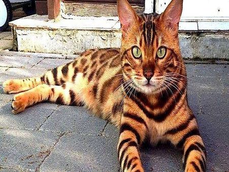 Bengal Cats