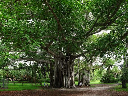 3. Banyan Tree