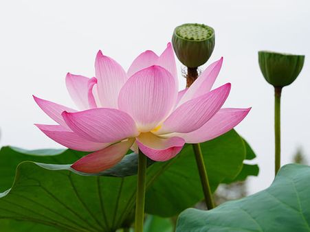 5. Lotus
